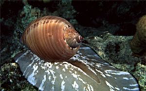 red sea eilat- Bulla shell taken with aqatica 90 with 60m... by shmulik blum 